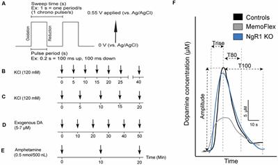 Forebrain NgR1 Overexpression Impairs DA Release Suggesting Synergy of Local and Global Synaptic Plasticity Mechanisms